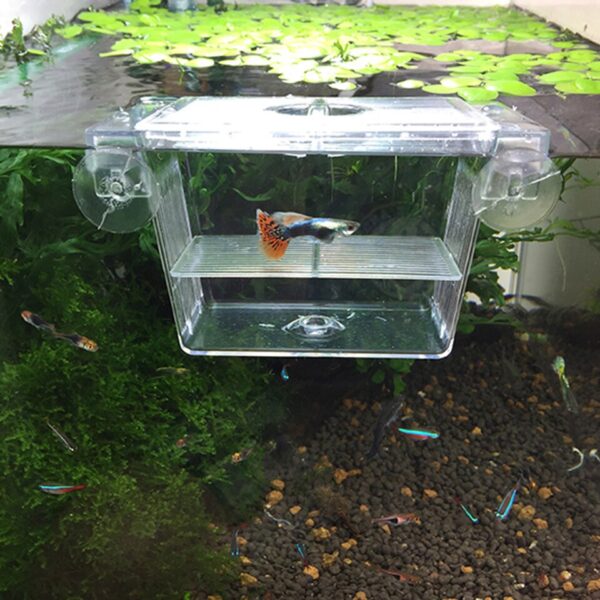 Acrylic Fish Tank - Image 5