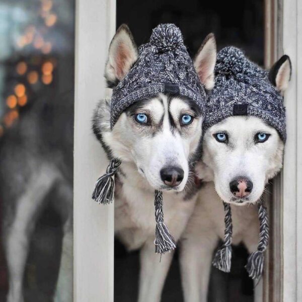 Winter Wool Dog Stocking Hat - Image 4